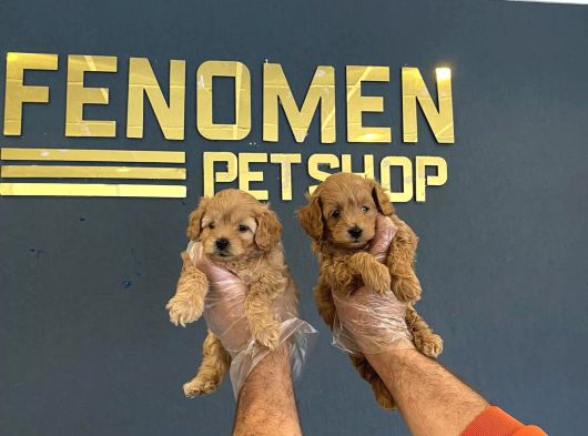 Gerçek Malti̇poo Yavrularimizi Magazamizda Canli Görün Ank görsel