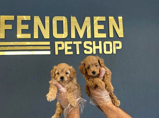 Gerçek Malti̇poo Yavrularimizi Magazamizda Canli Görün Ank görsel