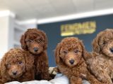Renk Renk Orji̇nal Toy Poodle Yavrularimiz Güncel Ankara