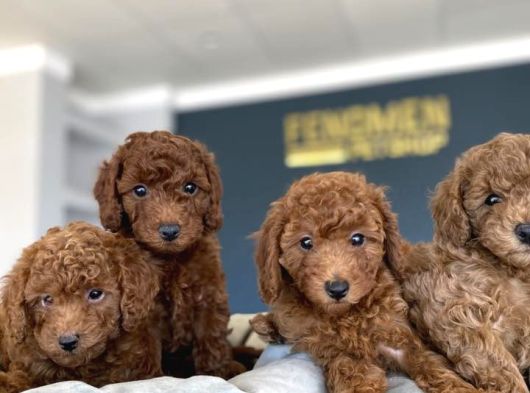 Renk Renk Orji̇nal Toy Poodle Yavrularimiz Güncel Ankara görsel