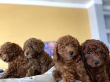 Renk Renk Orji̇nal Toy Poodle Yavrularimiz Güncel Ankara