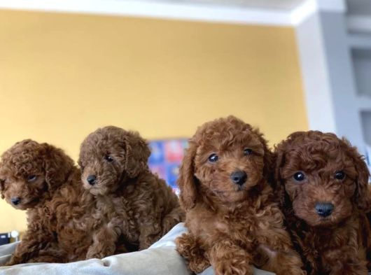 Renk Renk Orji̇nal Toy Poodle Yavrularimiz Güncel Ankara görsel