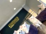 Kedi̇ci̇den Renk Renk British Shorthair Yavrulari Ankara