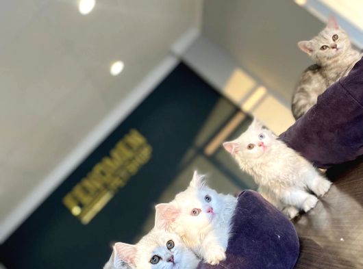 Kedi̇ci̇den Renk Renk British Shorthair Yavrulari Ankara görsel