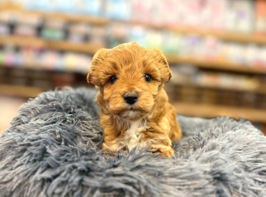 Orj Babyface Maltipoo Bebeklerimiz