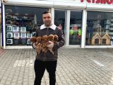Renk Renk Orji̇nal Toy Poodle Yavrularimiz Güncel Ankara