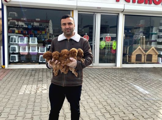 Renk Renk Orji̇nal Toy Poodle Yavrularimiz Güncel Ankara görsel