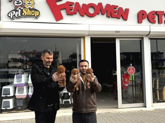 Renk Renk Orji̇nal Toy Poodle Yavrularimiz Güncel Ankara görsel