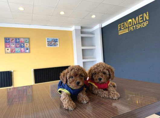 Renk Renk Orji̇nal Toy Poodle Yavrularimiz Güncel Ankara görsel