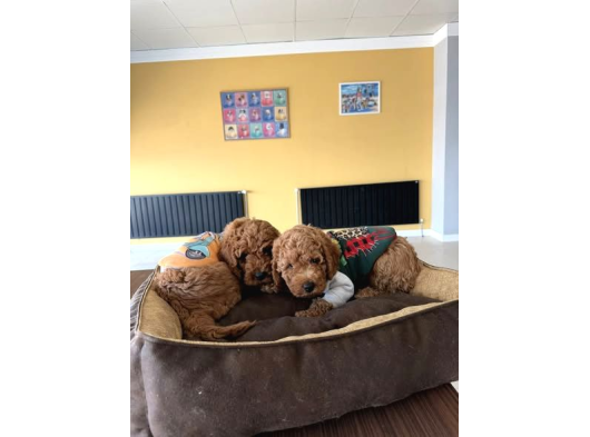 Renk Renk Orji̇nal Toy Poodle Yavrularimiz Güncel Ankara görsel