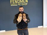 Renk Renk Orji̇nal Toy Poodle Yavrularimiz Güncel Ankara