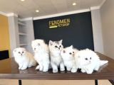 Kedi̇ci̇den Renk Renk British Shorthair Yavrulari Ankara
