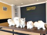 Kedi̇ci̇den Renk Renk British Shorthair Yavrulari Ankara