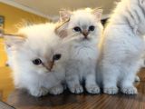 Kedi̇ci̇den Renk Renk British Shorthair Yavrulari Ankara