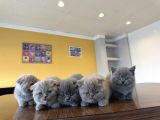 Top Kafa Scottish Fold Yavrulari Fenomen Pet Shop Ankara