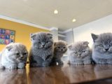 Top Kafa Scottish Fold Yavrulari Fenomen Pet Shop Ankara