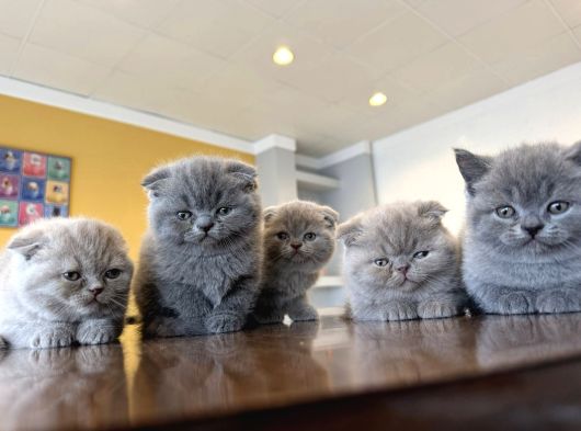 Top Kafa Scottish Fold Yavrulari Fenomen Pet Shop Ankara görsel