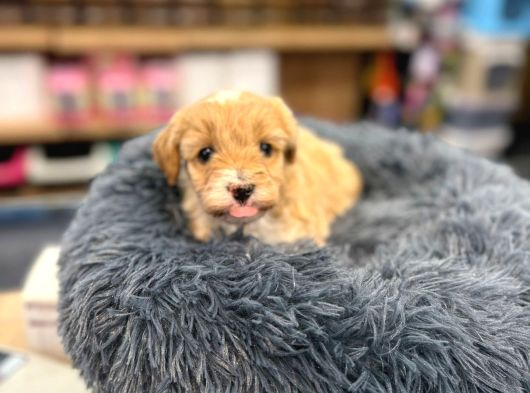 Orj Babyface Maltipoo Bebeklerimiz görsel