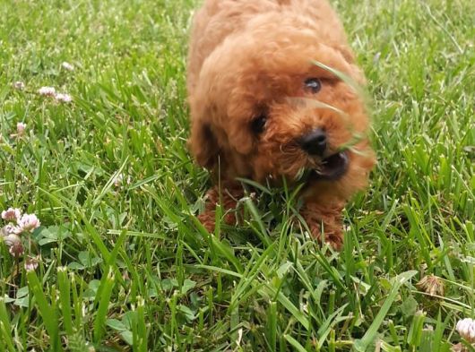 Gerçek Orji̇nal Toy Poodle Yavrular görsel