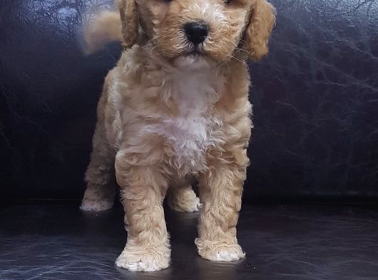Anne Baba Gerçek Malti̇poo Yavrular görsel