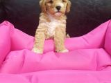 Anne Baba Gerçek Malti̇poo Yavrular