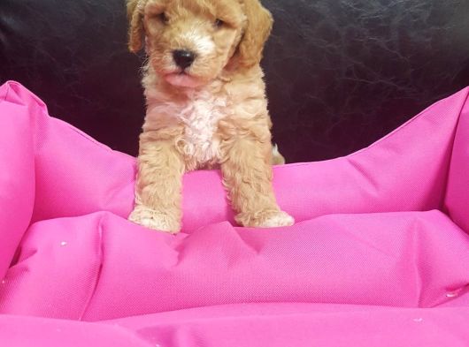 Anne Baba Gerçek Malti̇poo Yavrular