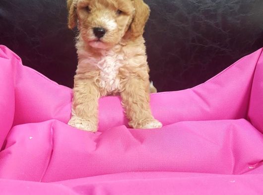 Anne Baba Gerçek Malti̇poo Yavrular görsel