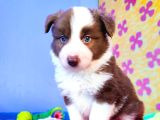 Kahverengi̇ Border Coli̇e Yavrular