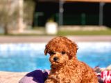 RUHSATLİ ÇİFLİKTEN ÖZEL POODLE YAVRULARI SİZLERİ BEKLİYOR