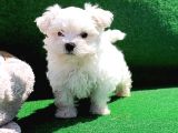 A Kali̇te Super Maltese Teri̇er Yavrular