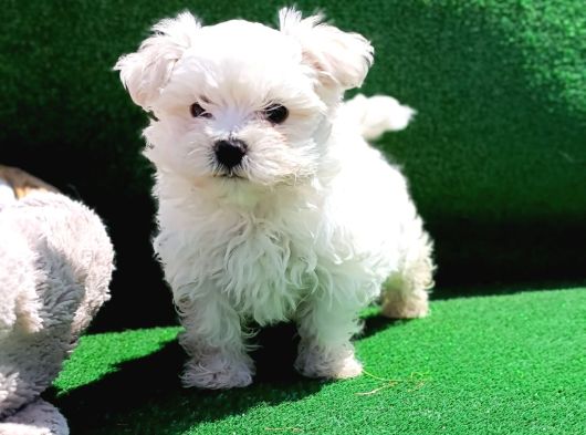 A Kali̇te Super Maltese Teri̇er Yavrular görsel