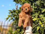 Minik Kg Garantili Toy Poodle Yavrularımız