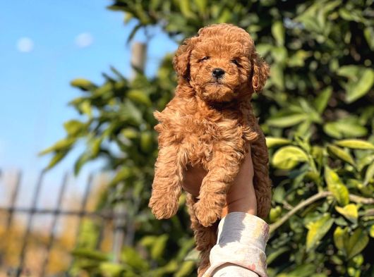 Minik Kg Garantili Toy Poodle Yavrularımız