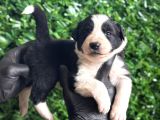 Safkan Border Collie Yavrularımız