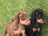 Kizil Doberman Bebekler