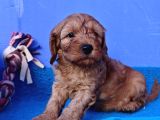 ANNE BABA ORJİNAL COCKAPOO YAVRULAR
