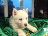 Kar Gibi Beyaz Husky