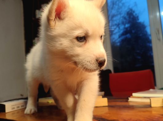 Kar Gibi Beyaz Husky görsel