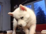 Kar Gibi Beyaz Husky