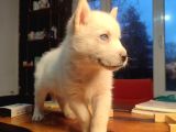 Kar gibi beyaz Husky