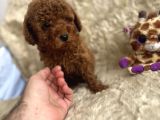 Kore Babadan Toy Poodle Bebeklerimiz