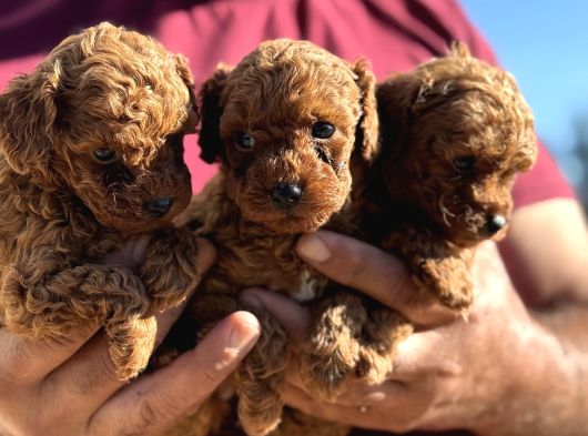 Teacup Orji̇nal Kg Garanti̇li̇ Çi̇ş Pedi̇ Eği̇ti̇mli̇