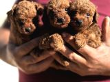 TEACUP KOREA POODLE KG GARANTİLİ ASILI ÇİS EGİTİMLİ SAFKAN