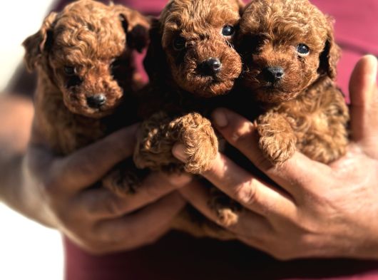 TEACUP KOREA POODLE KG GARANTİLİ ASILI ÇİS EGİTİMLİ SAFKAN