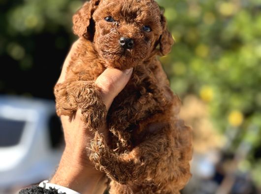 KG VE SAGLIK GARANTİLİ TEACUP KOREA POODLE