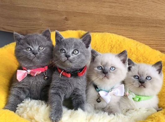 A Kalite Blue Ve Bluepoınt British Shorthair Yavrularım görsel