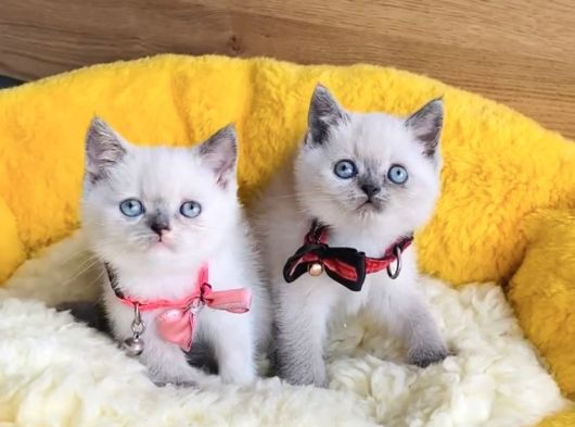 A Kalite Blue Ve Bluepoınt British Shorthair Yavrularım görsel