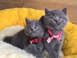 A Kalite Blue Ve Bluepoınt British Shorthair Yavrularım