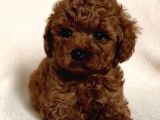 Red brown toy poodle yavrular