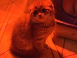 Türkiyenin En Güzel Ayı Surat Scottish Fold Bebekleri